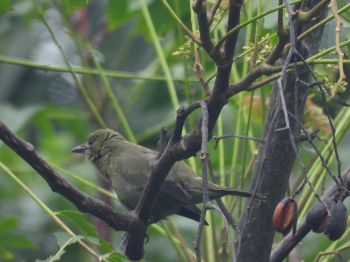 Palm Tanager - Angela Guzman