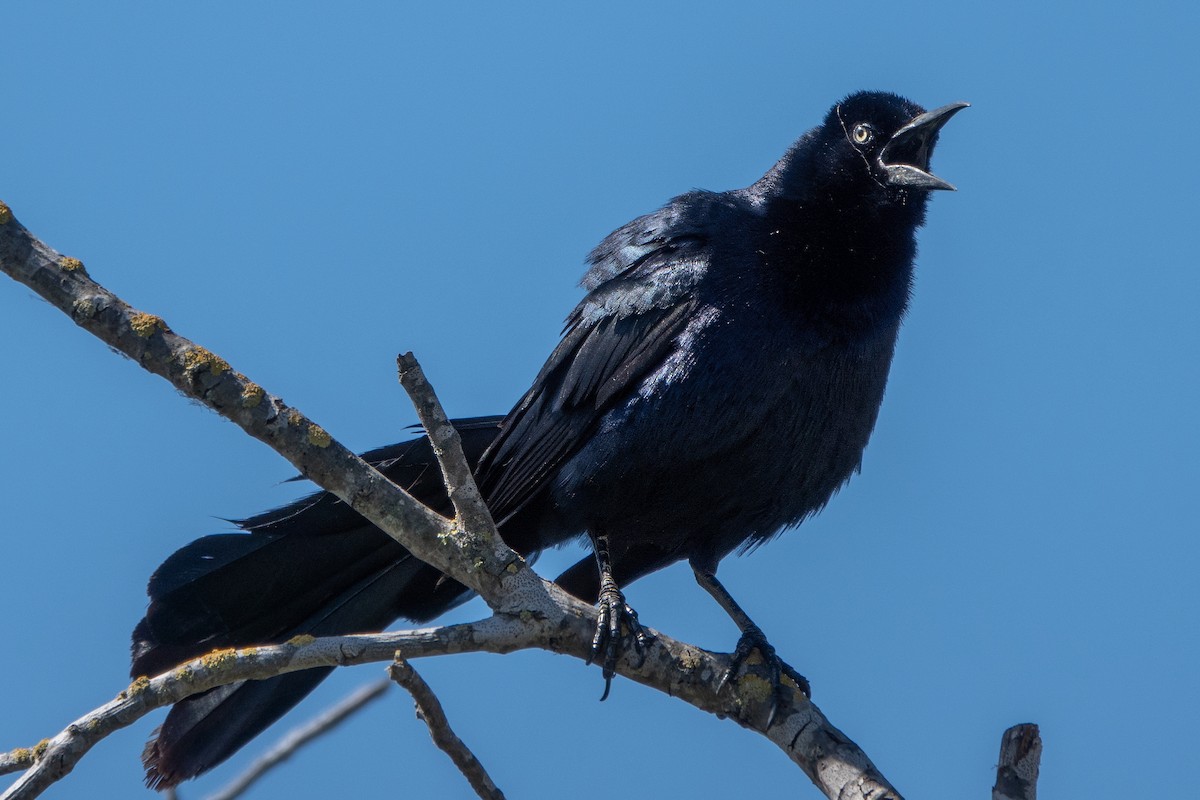 Great-tailed Grackle - ML620506648