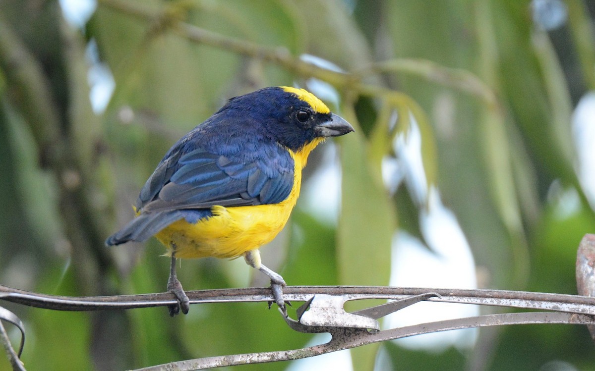 Thick-billed Euphonia (Black-tailed) - ML620506649