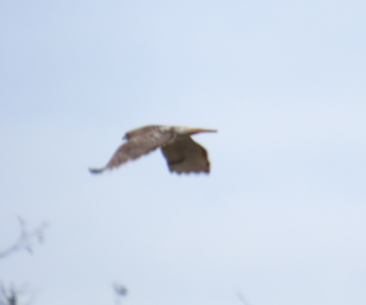 Red-tailed Hawk - ML620506650