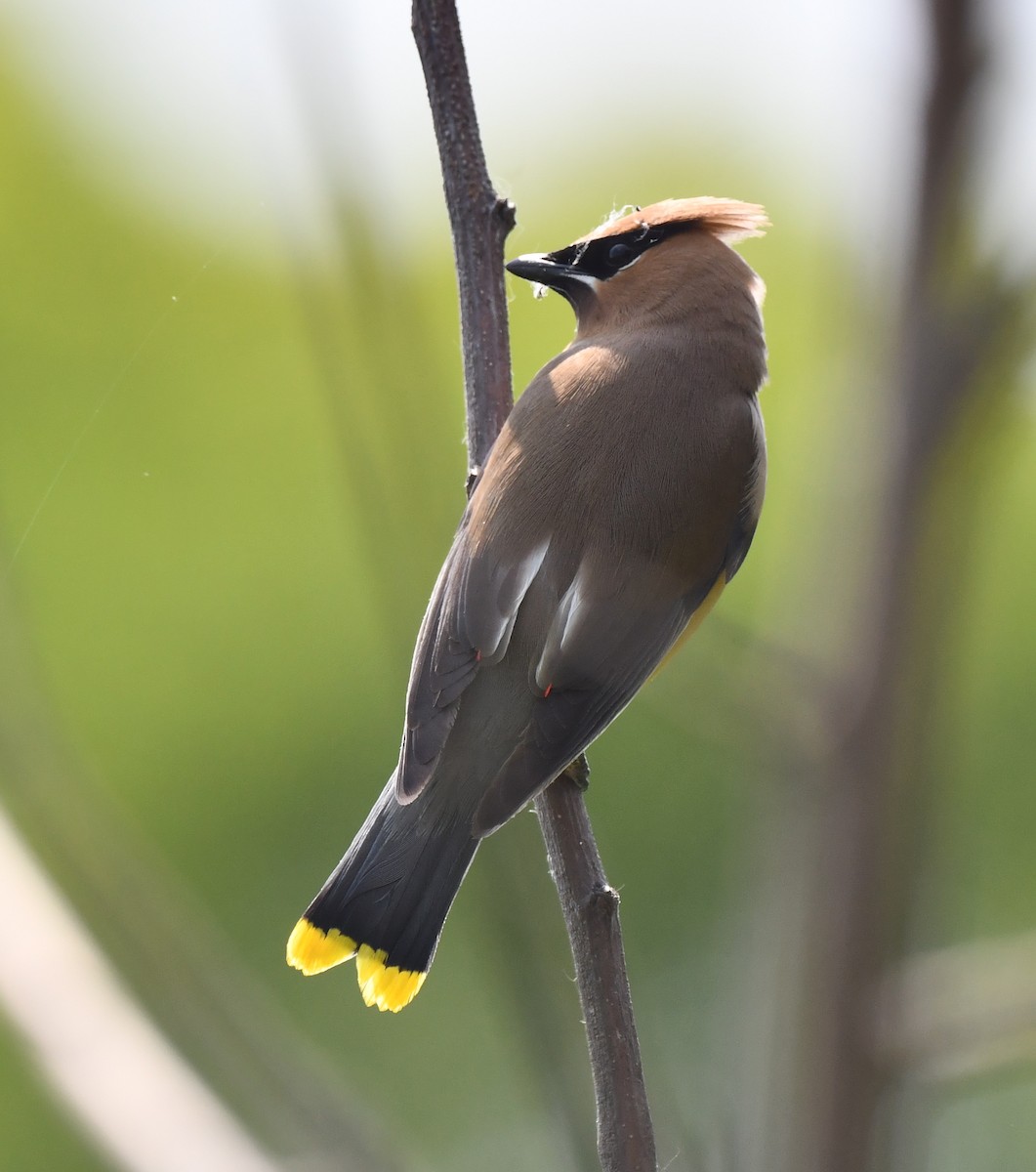 Cedar Waxwing - ML620506654