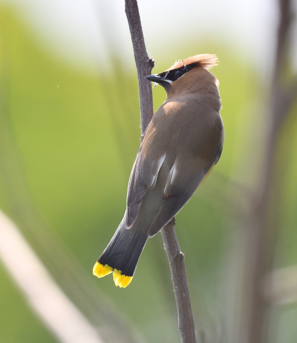 Cedar Waxwing - ML620506656