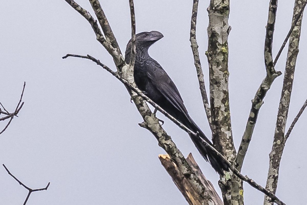 Smooth-billed Ani - Amed Hernández