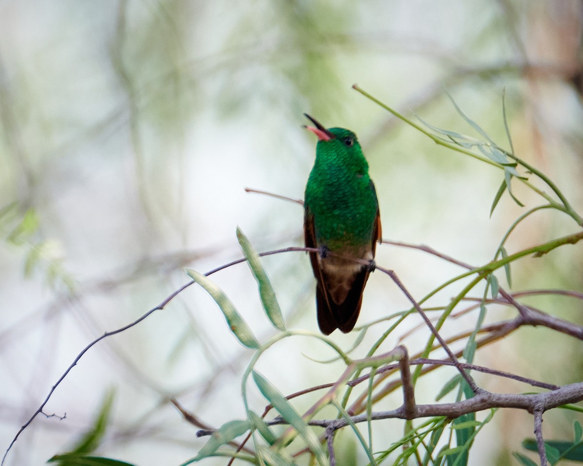 kolibřík mexický - ML620506659