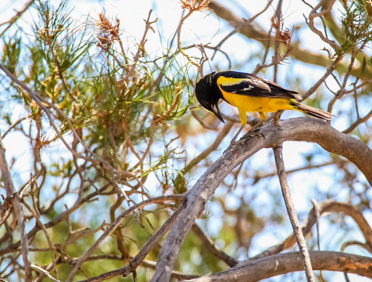 Scott's Oriole - Steven Klingler