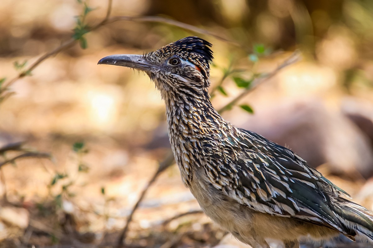 Greater Roadrunner - ML620506678