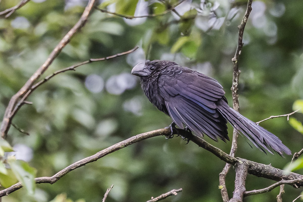 Smooth-billed Ani - ML620506679