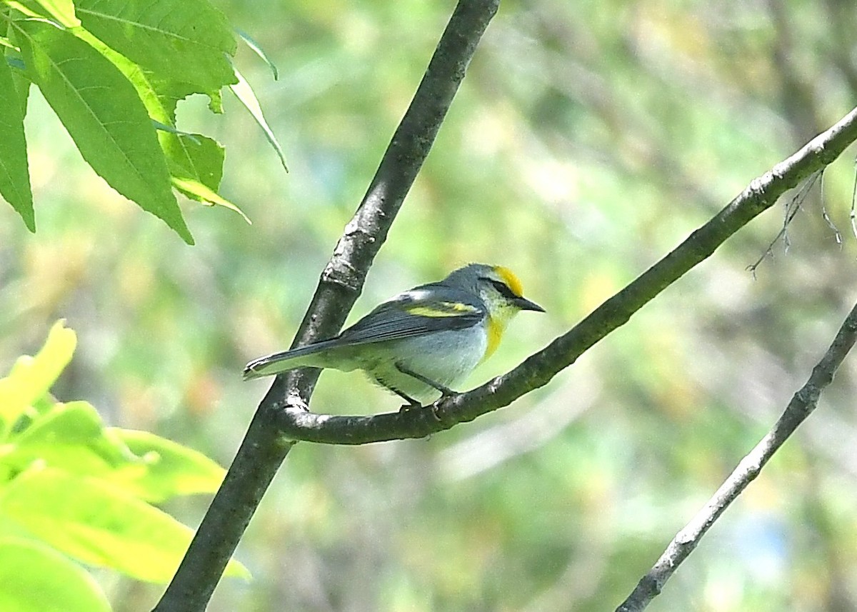 Goldflügel- x Blauflügel-Waldsänger (F1-Hybrid) - ML620506683