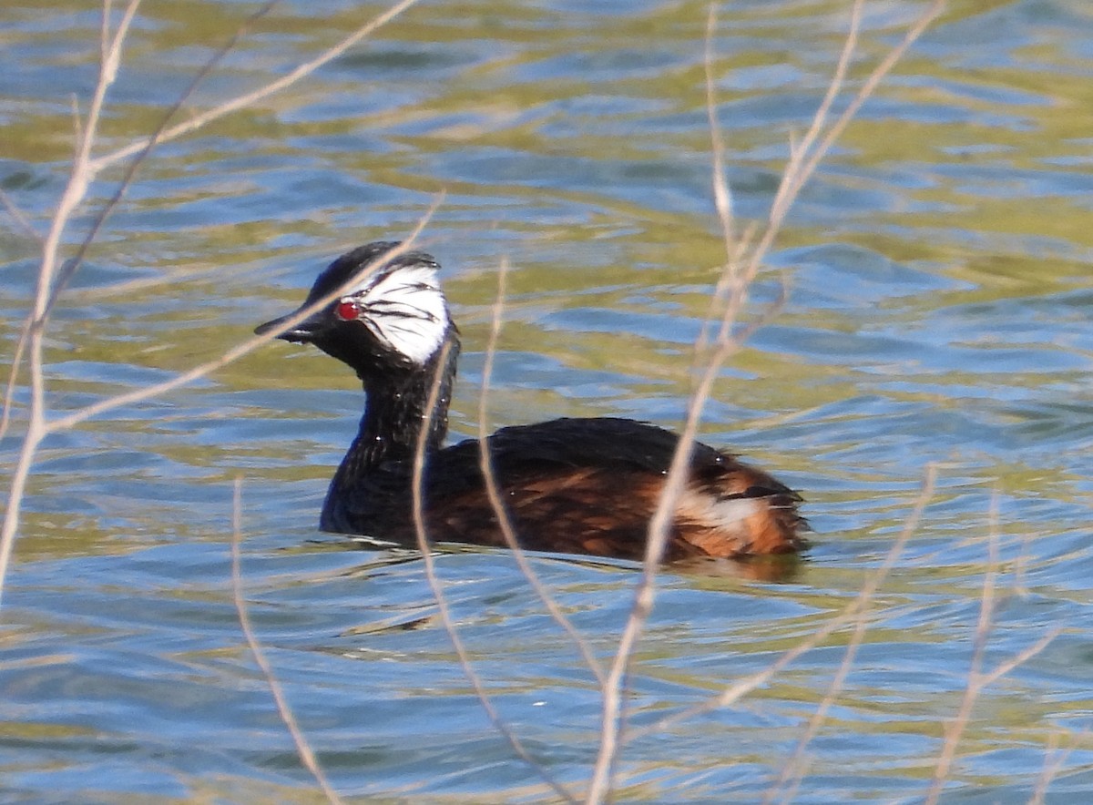 White-tufted Grebe - ML620506686