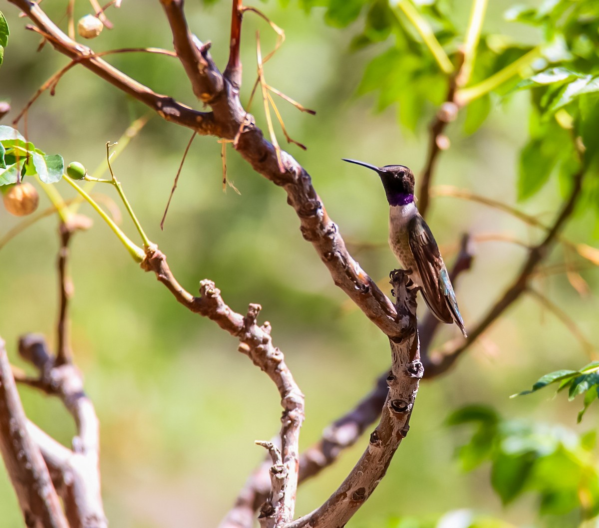 Black-chinned Hummingbird - ML620506687