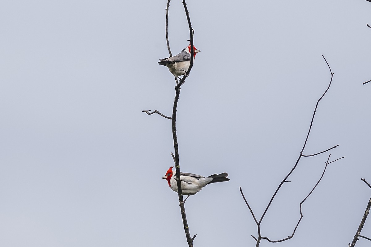 Red-crested Cardinal - ML620506690