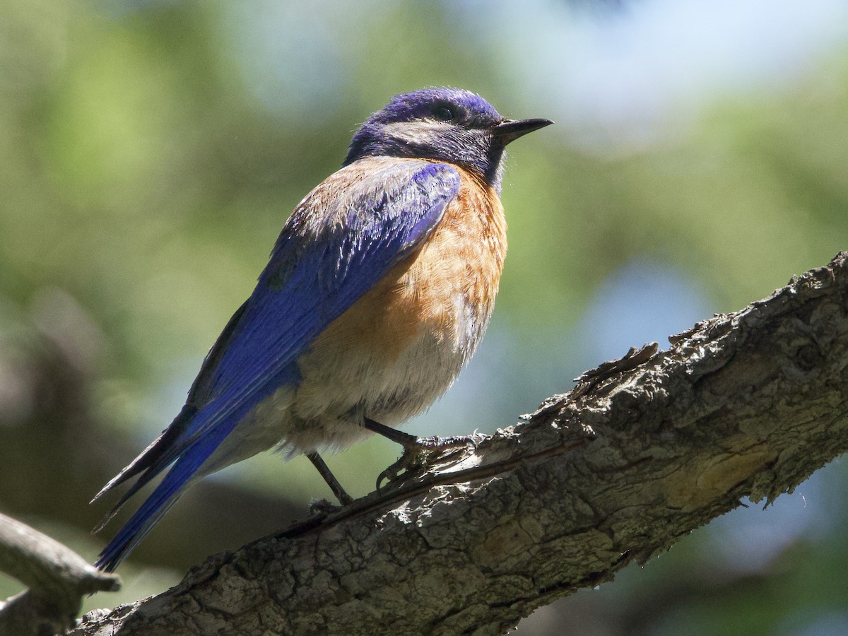 Western Bluebird - ML620506691