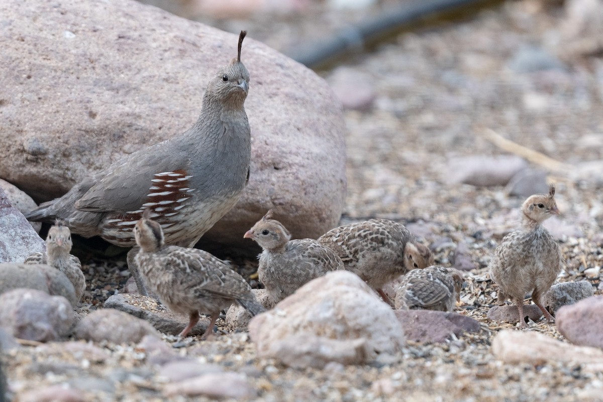 Gambel's Quail - ML620506692