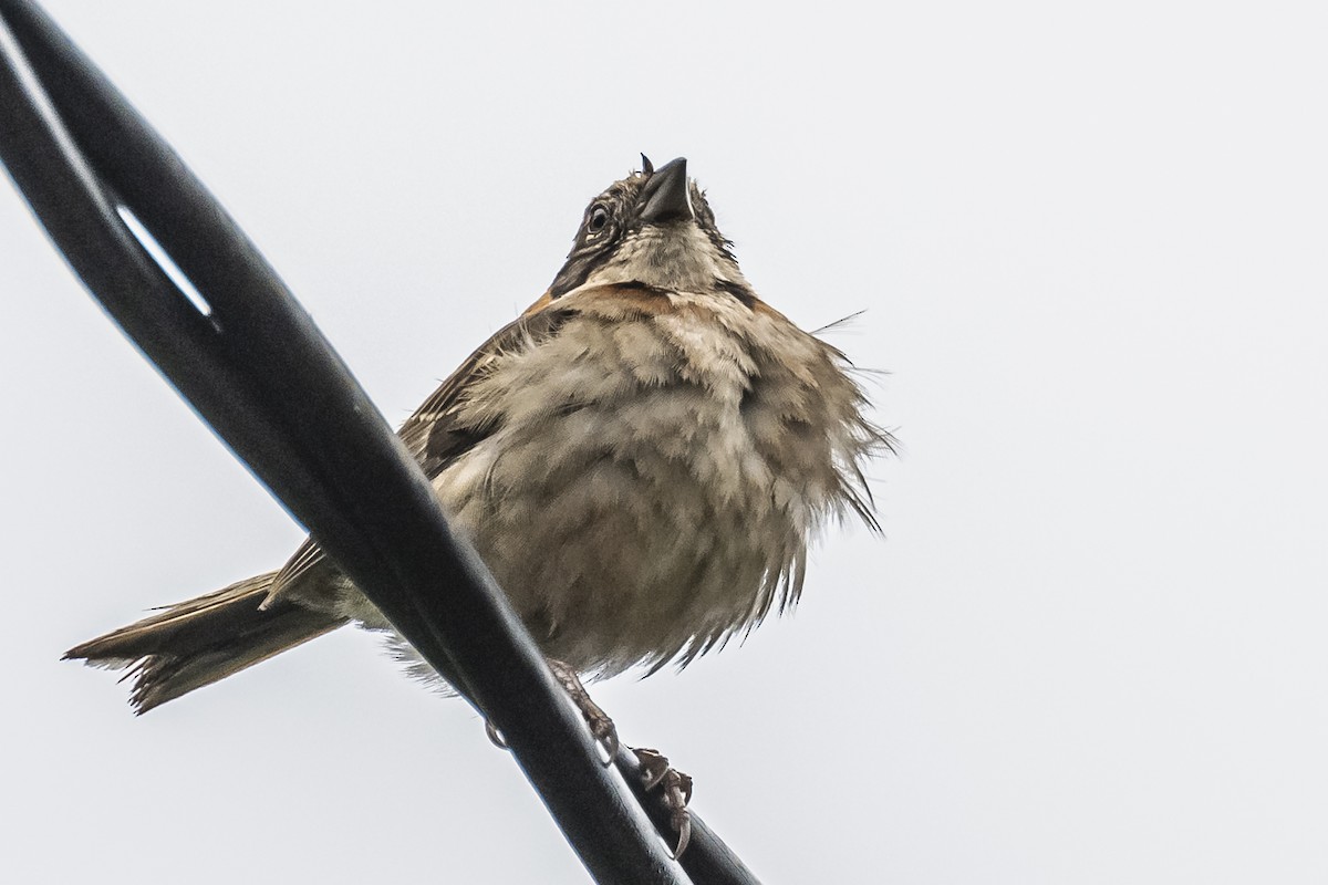 Rufous-collared Sparrow - ML620506696
