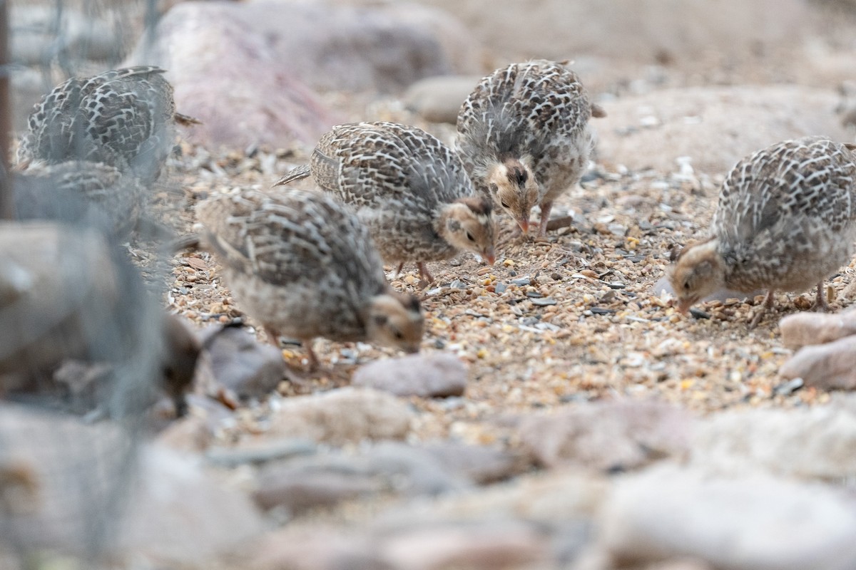 Gambel's Quail - ML620506698