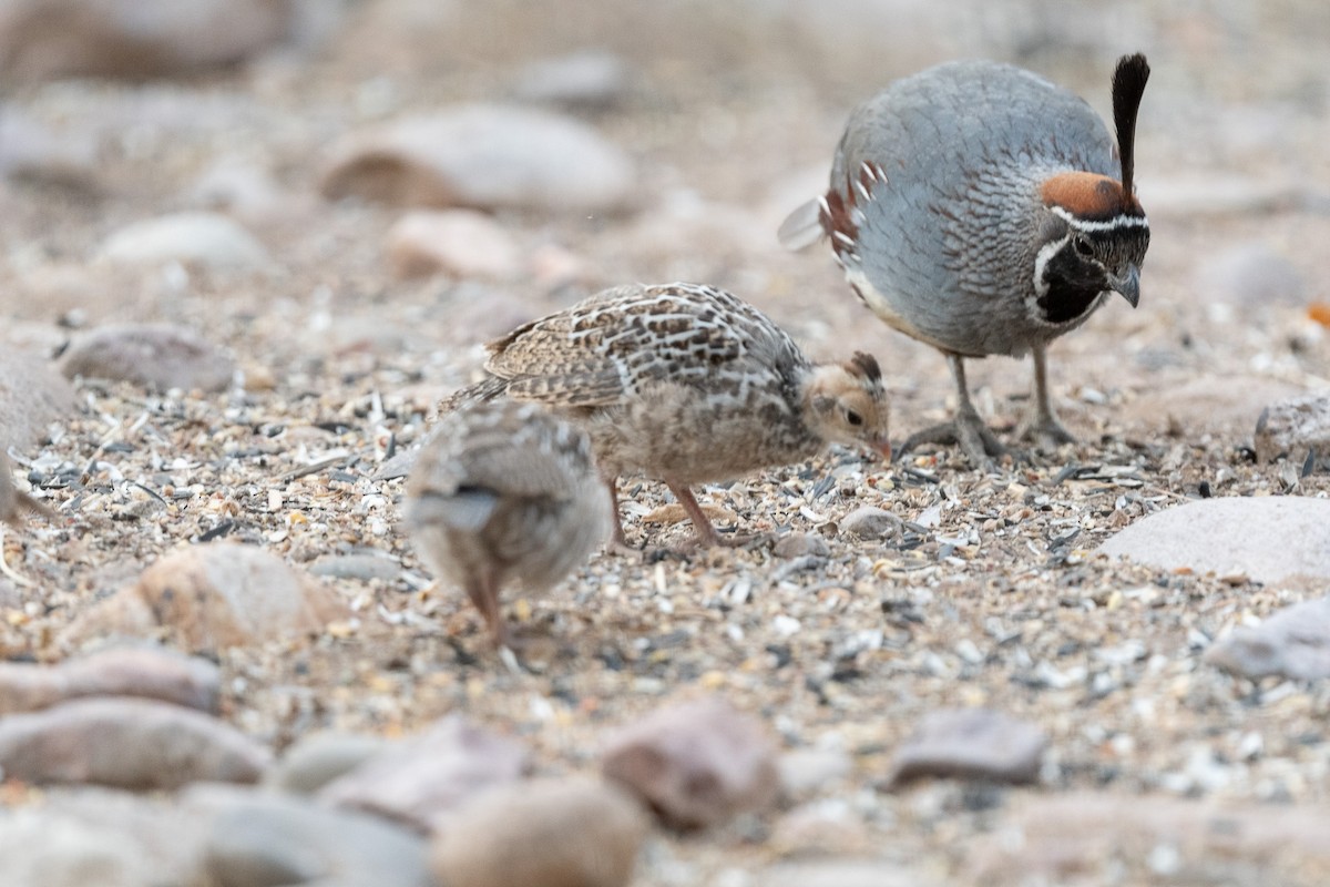 Gambel's Quail - ML620506699