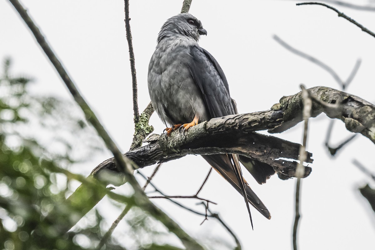 Plumbeous Kite - ML620506700