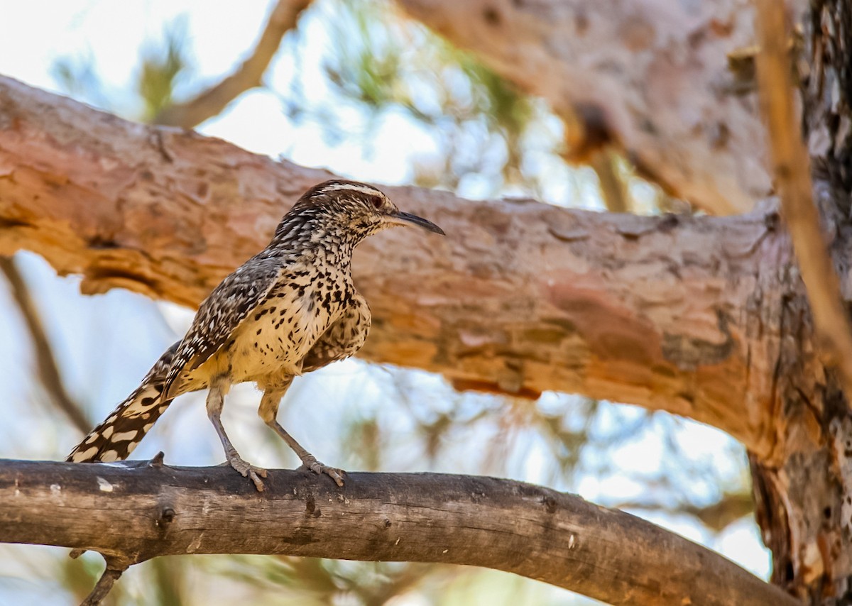 Cactus Wren - Steven Klingler