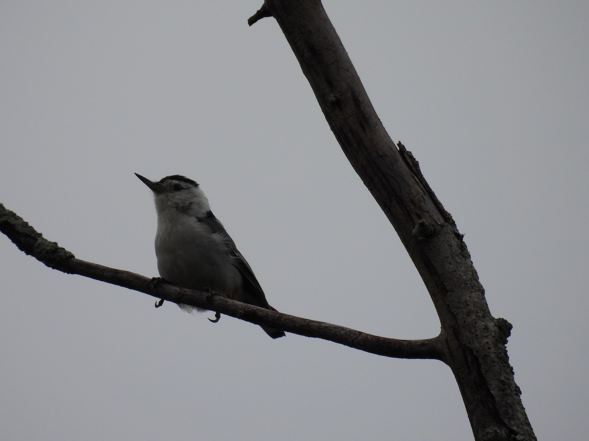 White-breasted Nuthatch - ML620506703