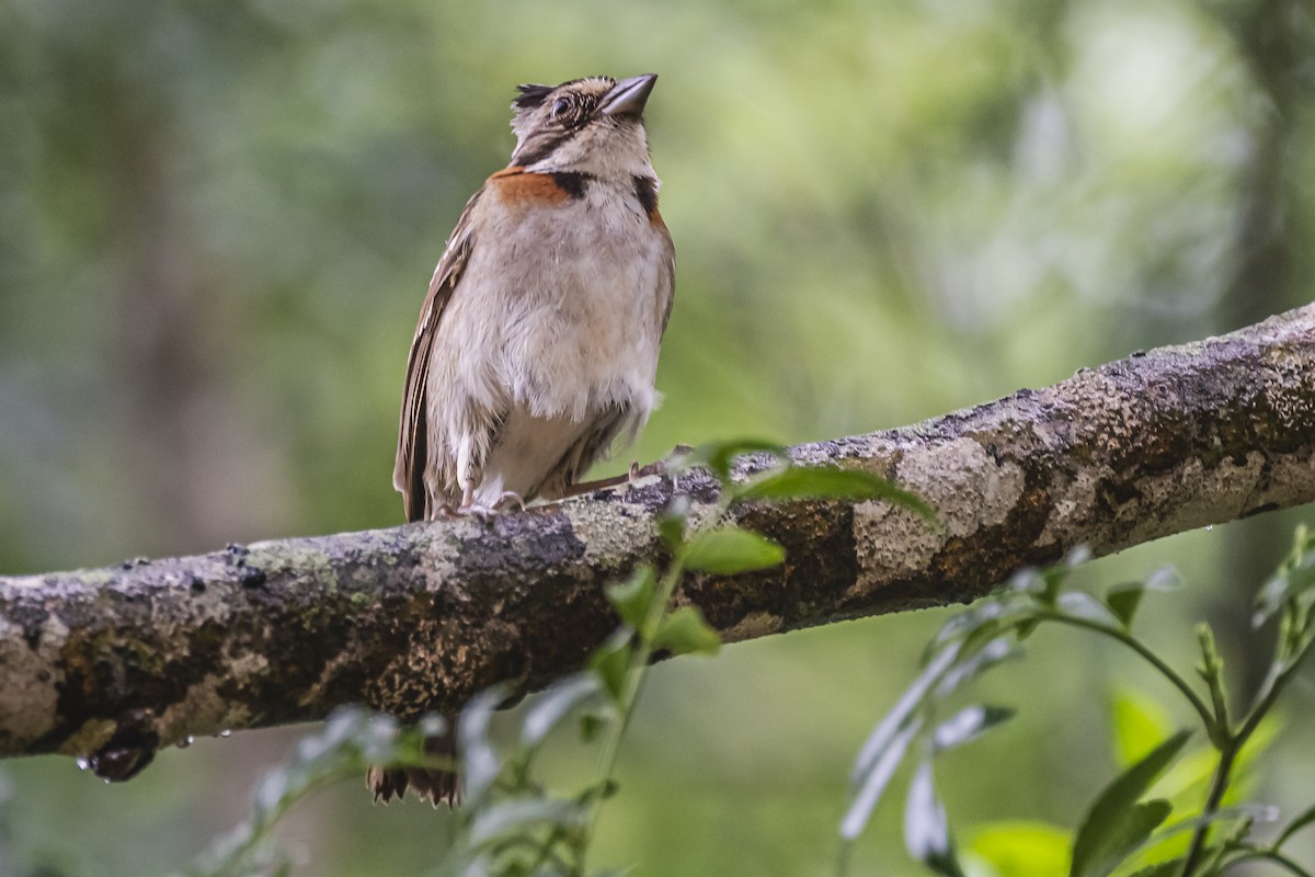 Rufous-collared Sparrow - ML620506704