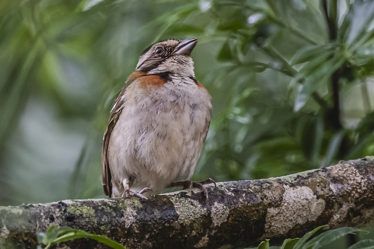 Rufous-collared Sparrow - ML620506705