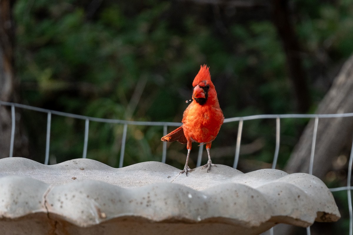 Northern Cardinal - ML620506707