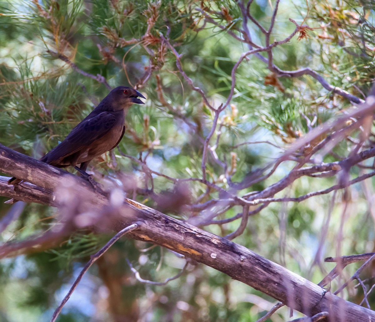 Bronzed Cowbird - ML620506709