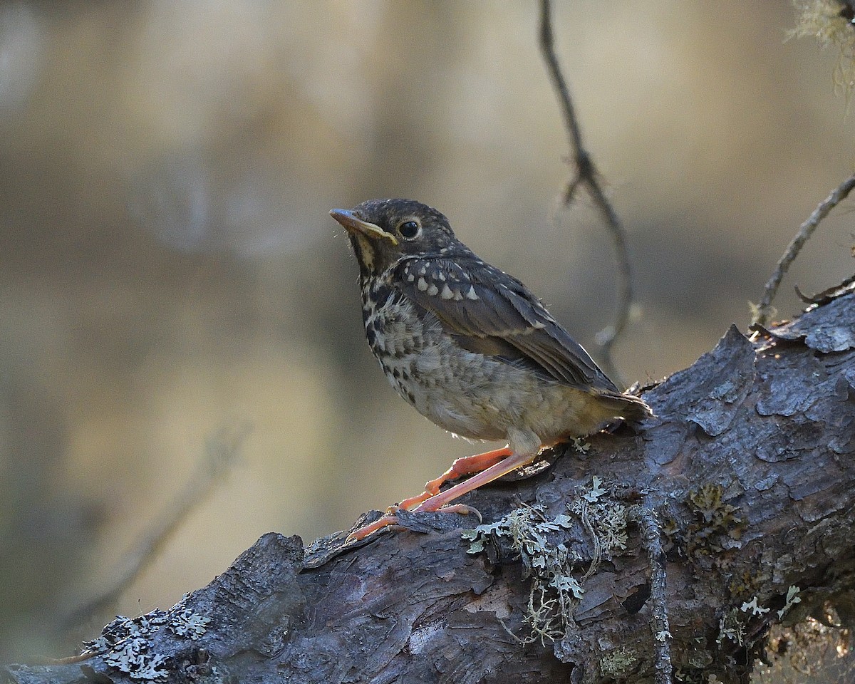 Hermit Thrush - ML620506711