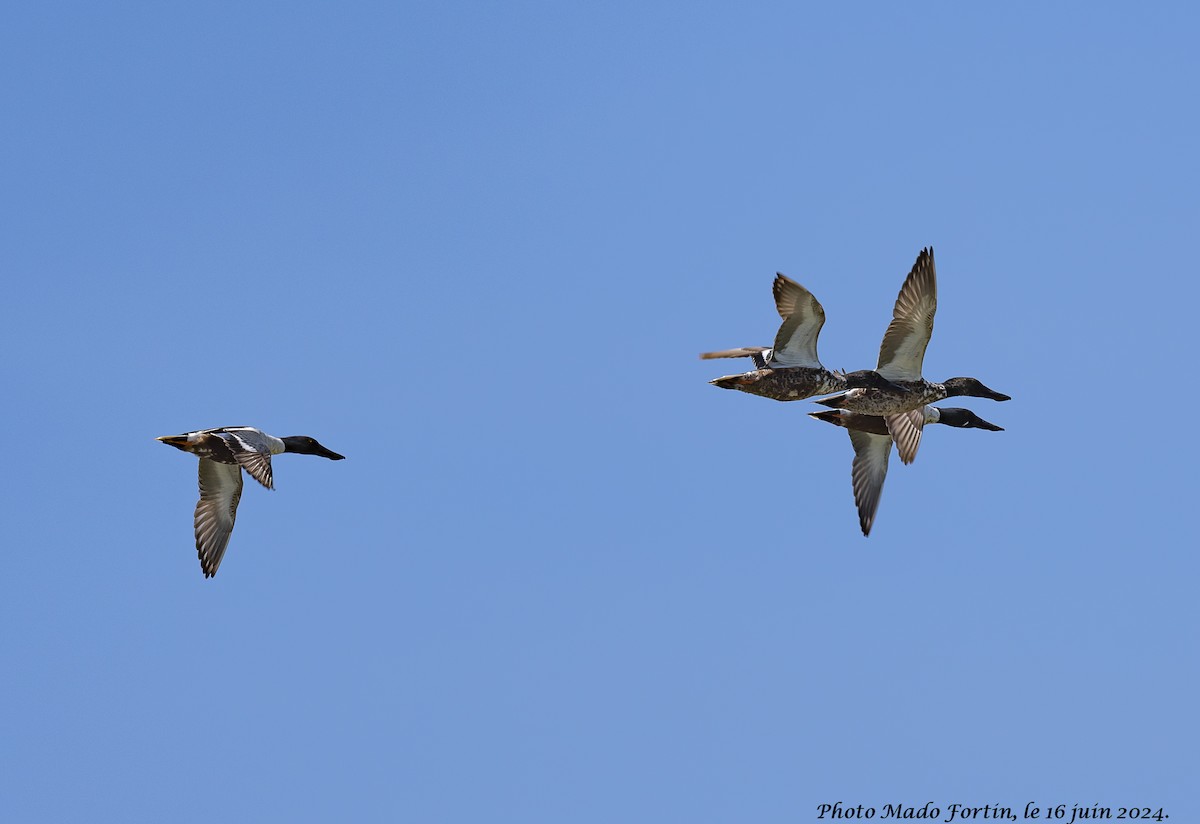 Northern Shoveler - ML620506713