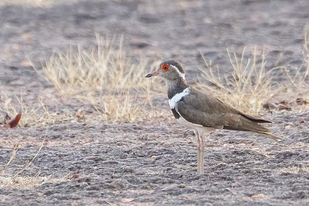 Forbes's Plover - ML620506726