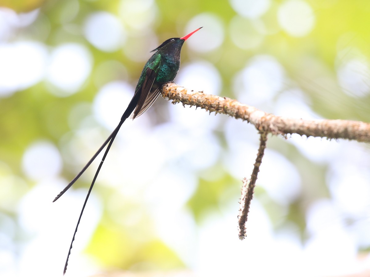 Colibrí Portacintas (piquirrojo) - ML620506727