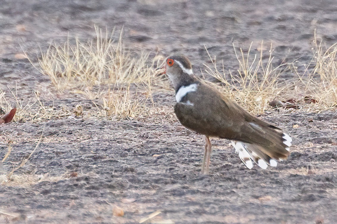 Forbes's Plover - ML620506728