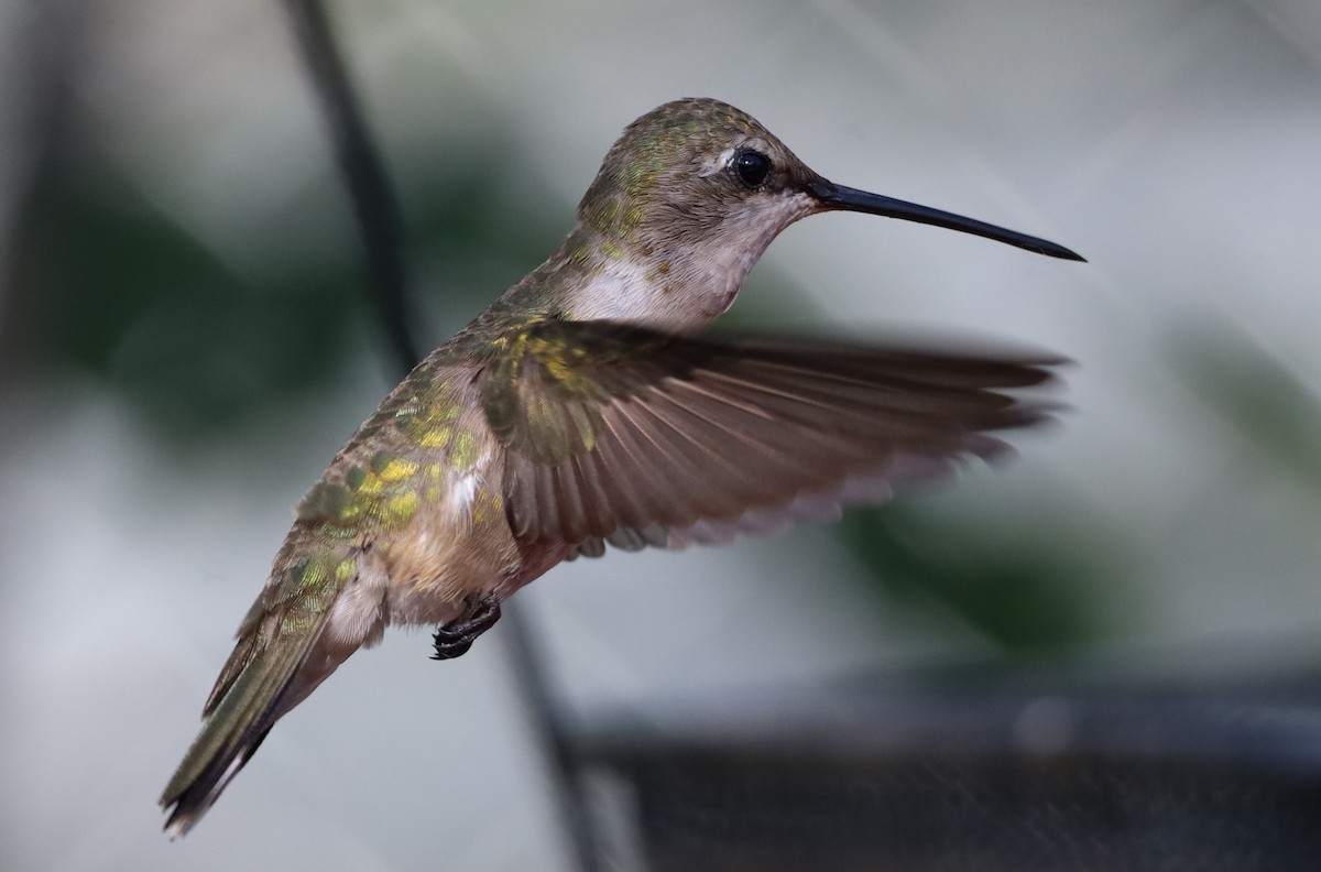 Black-chinned Hummingbird - ML620506730