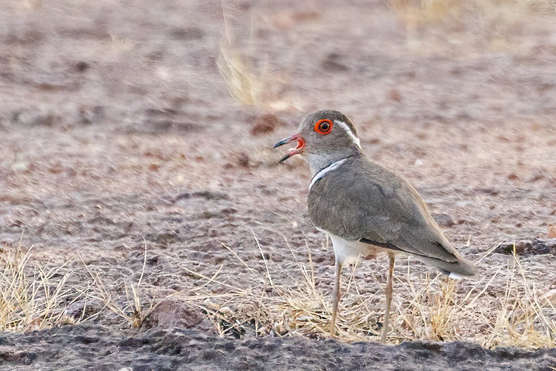 Forbes's Plover - ML620506735