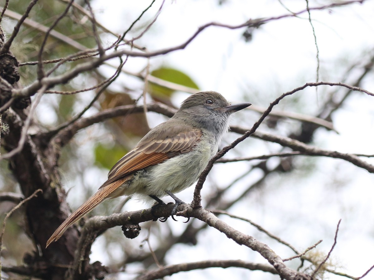 Rufous-tailed Flycatcher - ML620506737