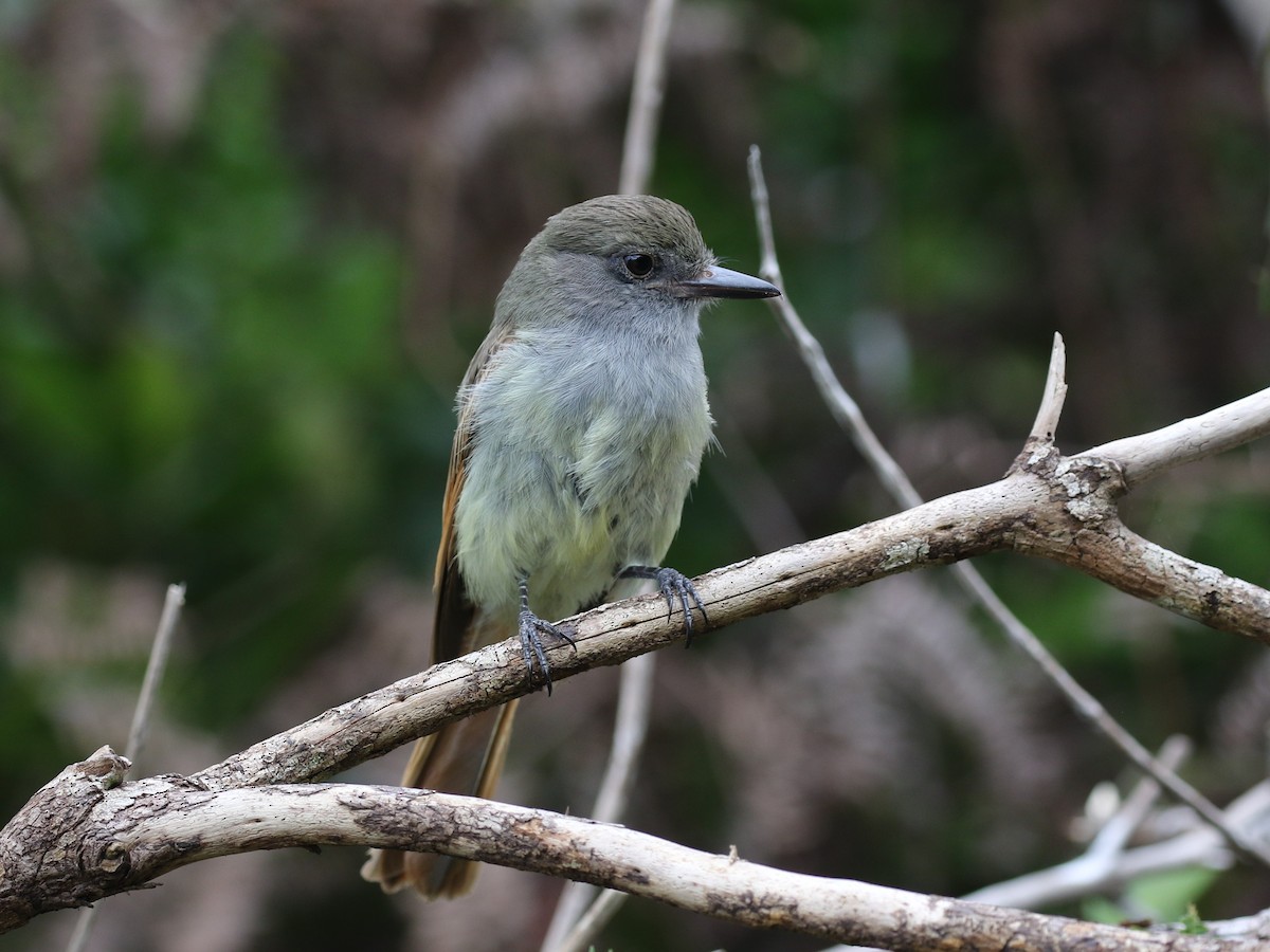 Rufous-tailed Flycatcher - ML620506738