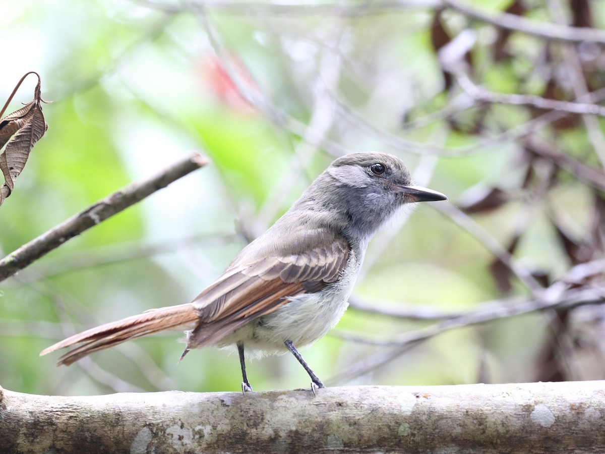 Rufous-tailed Flycatcher - ML620506739