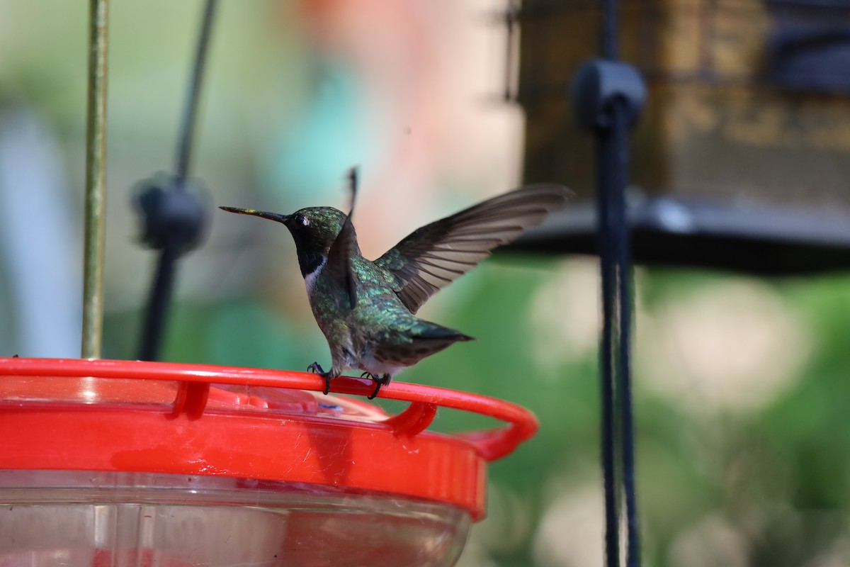 Colibrí Gorjinegro - ML620506741