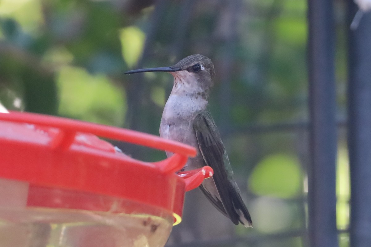 Colibrí Gorjinegro - ML620506744