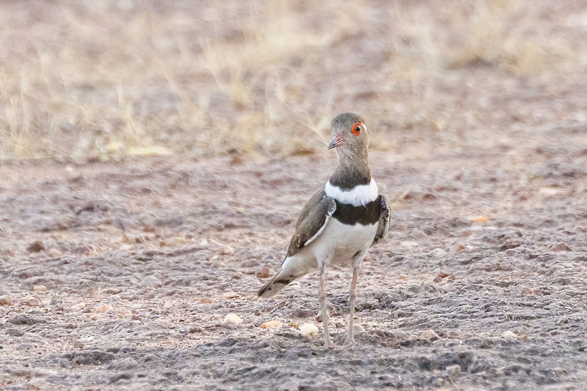 Forbes's Plover - ML620506746