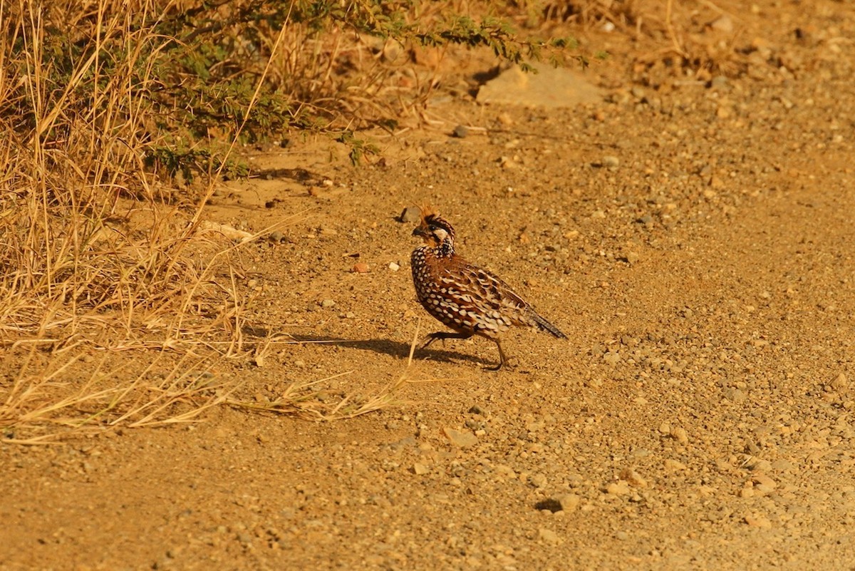 Crested Bobwhite - ML620506749