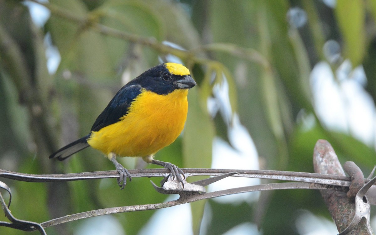 Thick-billed Euphonia (Black-tailed) - ML620506752