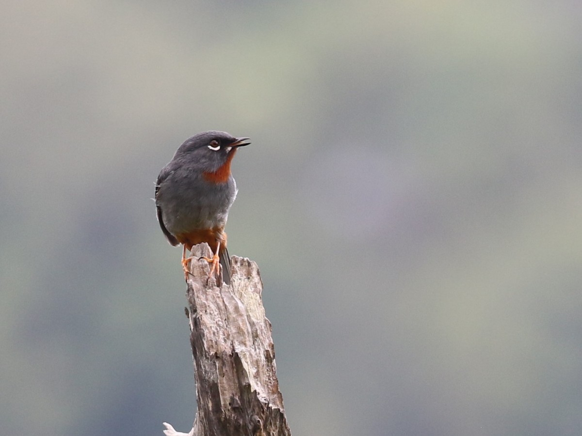 Rufous-throated Solitaire - ML620506756