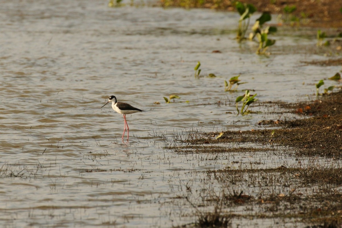 Black-necked Stilt - ML620506757