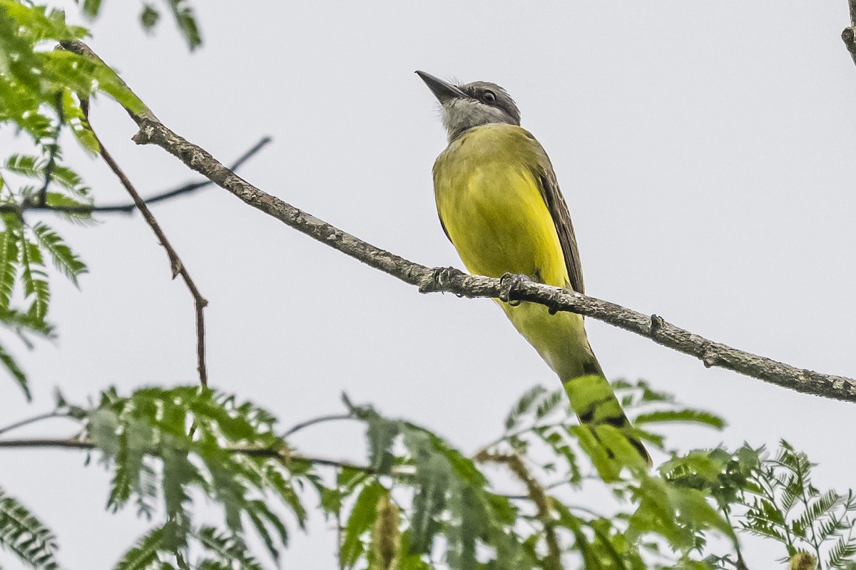 Tropical Kingbird - ML620506758