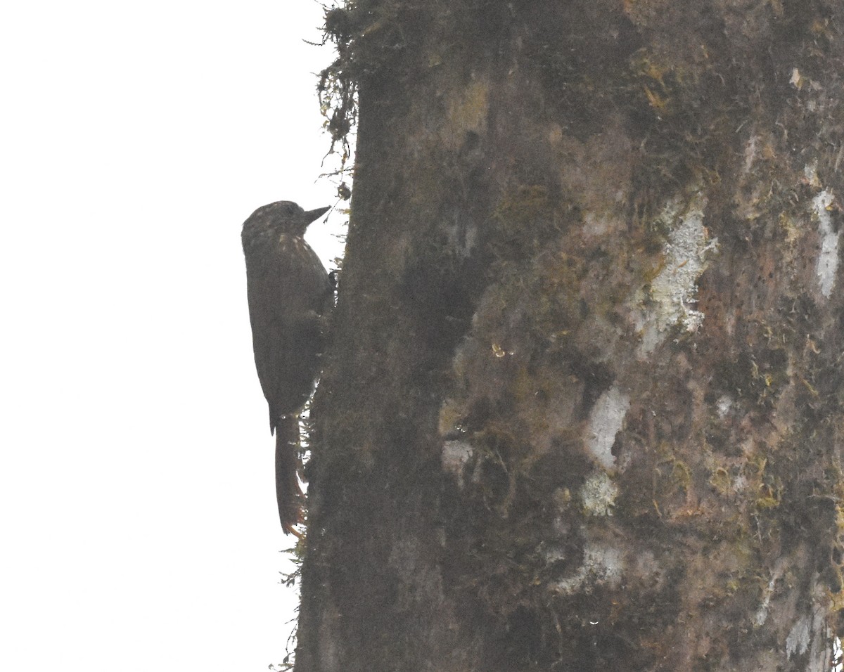 Wedge-billed Woodcreeper - ML620506759