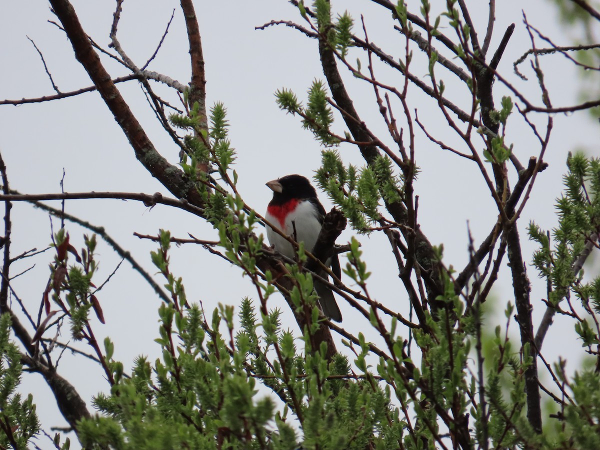 Rose-breasted Grosbeak - ML620506761