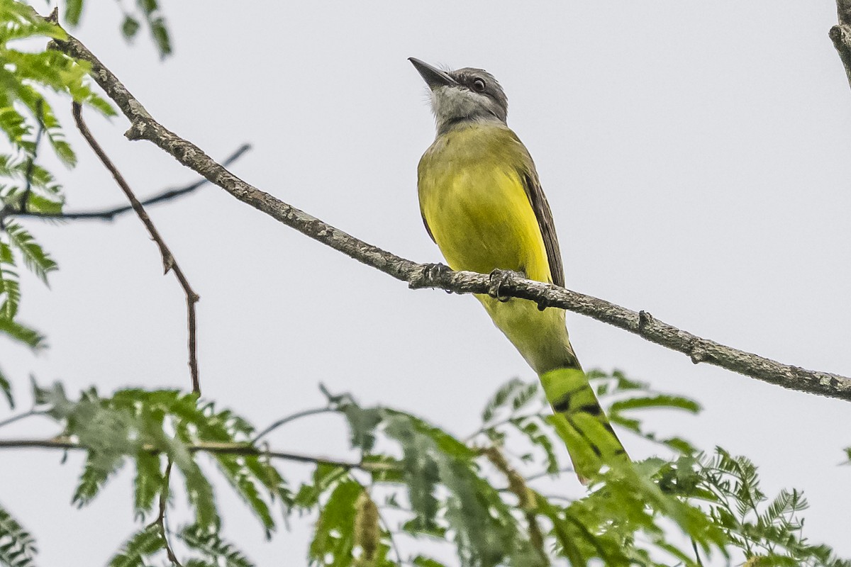 Tropical Kingbird - ML620506765