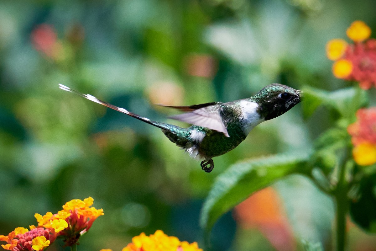 Colibrí de Dupont - ML620506766