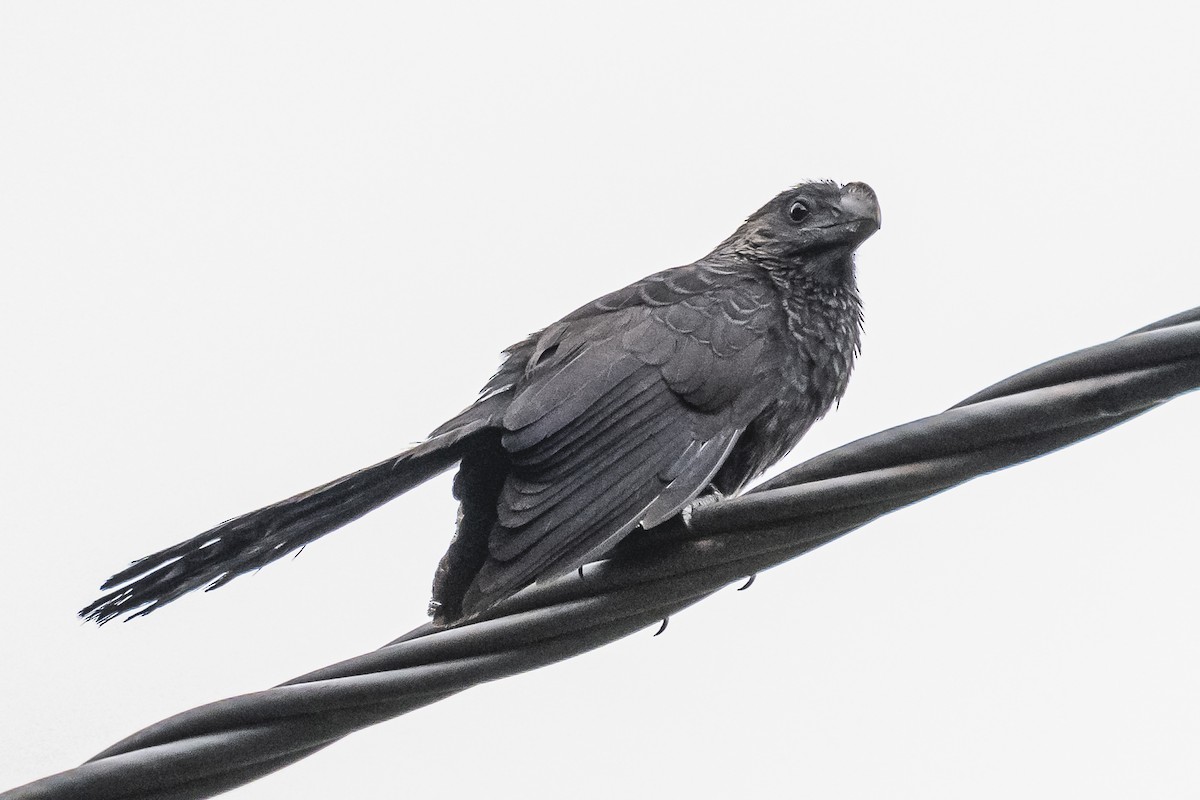 Smooth-billed Ani - ML620506768